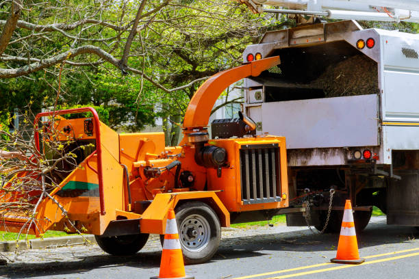 Best Commercial Tree Services  in San Marino, CA